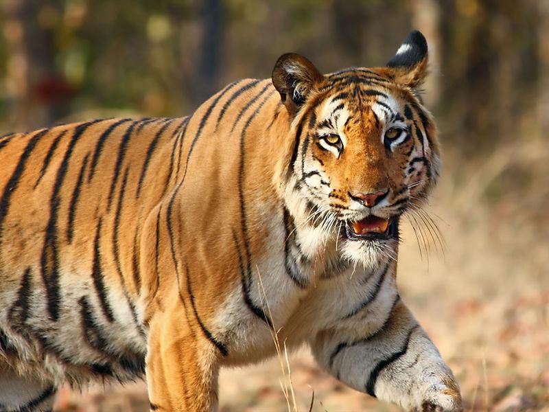 पहिलोपटक बाघमा पनि देखियो कोरोना भाइरस
