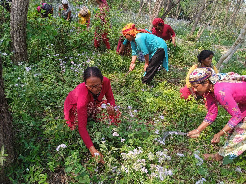 जसले दागा धर्छ, उसलाई जीवन खर्च