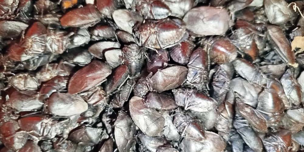 माछा र बालुवा छाडेर पतेरो खोजी
