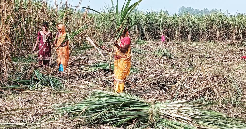 उखुको मूल्यप्रति किसान असन्तुष्ट